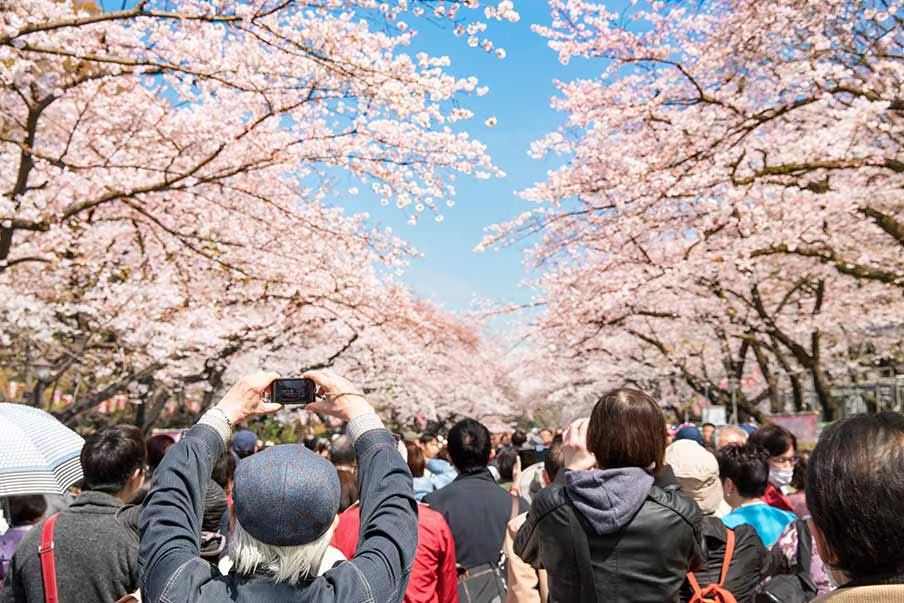 Saat Terbaik untuk Berkunjung di Festival Bunga Sakura